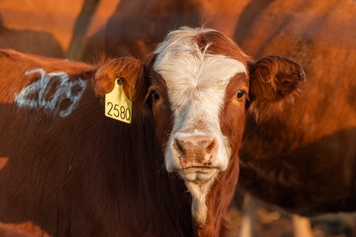 Livestock